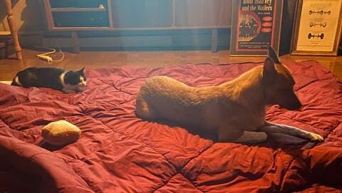 ↑ 福まで寝袋の上に。寝室じゃなくてリビングで寝るようにしてよかった（涙）