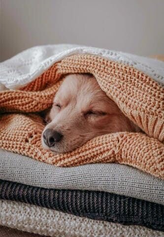 sleeping dog image