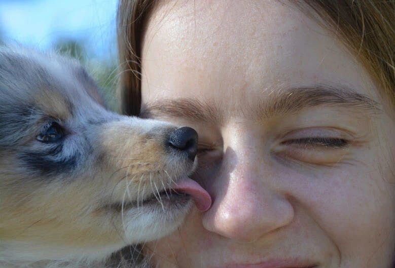 Australian Shepherd puppy licking woman