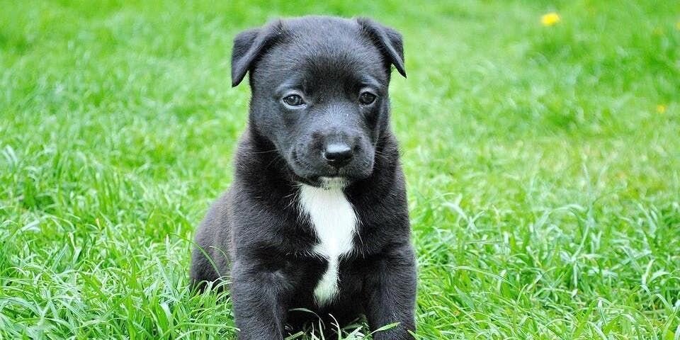 子犬の時に教えておきたいキホン５点