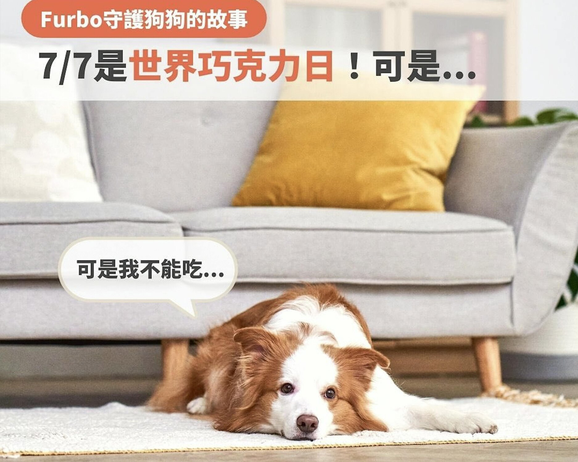 真實案例：狗狗嘴裡有我的巧克力？！｜毛孩誤食巧克力中毒急救指南