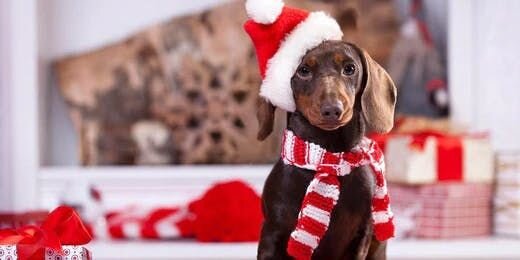 10 Holiday Gifts for Dogs With Separation Anxiety