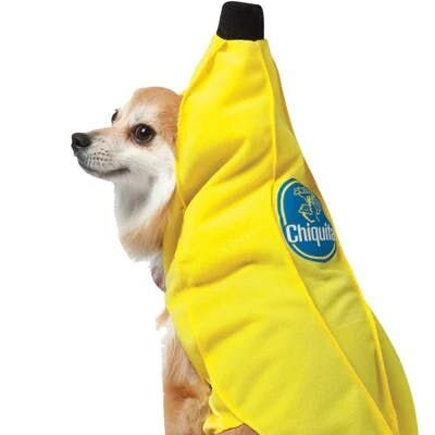 dog dress like a banana