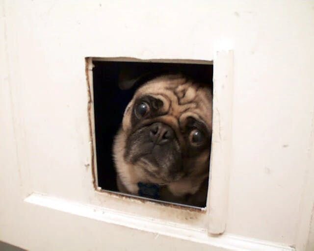 pug lokking outside