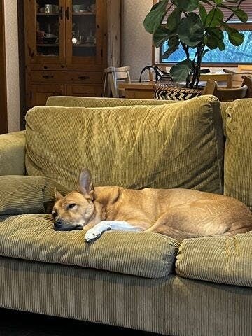 福は子犬の時に社会化という過程を経ることもなく捕獲された生粋の野犬。当初は人馴れもせず、散歩もできず、怯えるばかりで、はたして我が家の家族となり得るのか？ と、戸惑うことも多かったのは事実。でも、そんな福の個性をそのまま受け入れて、ゆっくり、ゆっくりと福のペースで向き合っていくうちに、一歩ずつ...