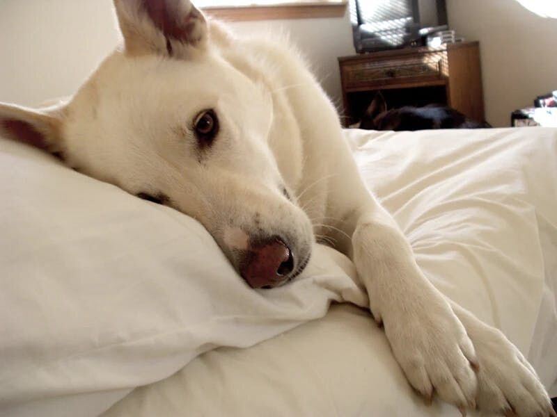 dog lying in the bed