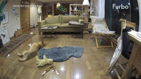 母性本能？？？ライオンのぬいぐるみが大好きな福。ぺろぺろ？ガリガリ？愛でてます。