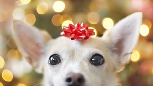 CNBC: Must-have gifts for your pets this holiday season