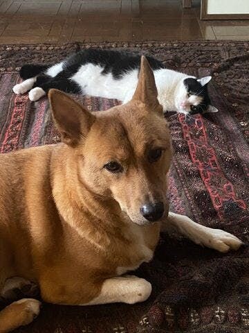 わが家もこの1年で大きな変化がありました。まったく人慣れしていなかった、ハチワレ猫の兄妹とも＆もえが（テツ＆トモみたいだな。なんでだろう？）ずいぶんわが家の住人（犬含む）に心を開いたのです。最近では、すっかり留守番も福とともともえ（とがおおいな・・）三匹でできるようになりました。とーさんにもご...