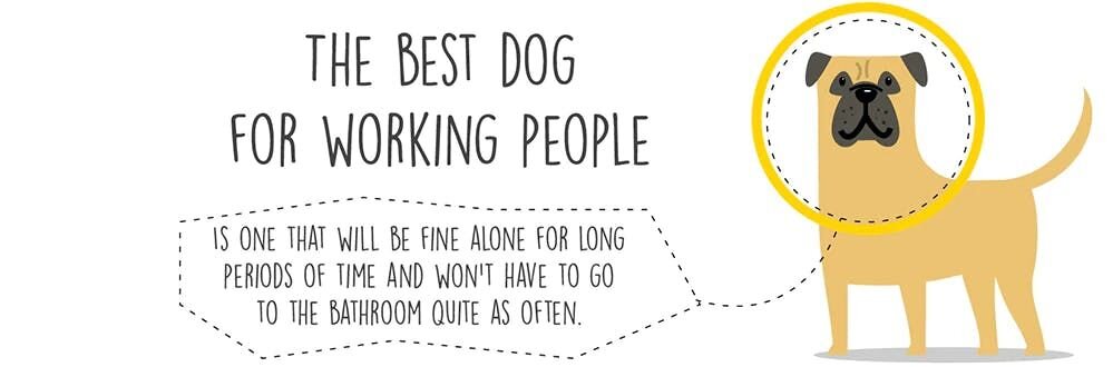 The best dog for working people