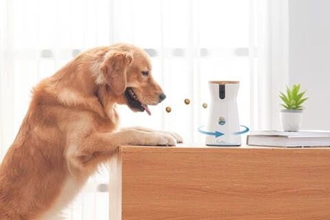 Golden retriever looking at Furbo