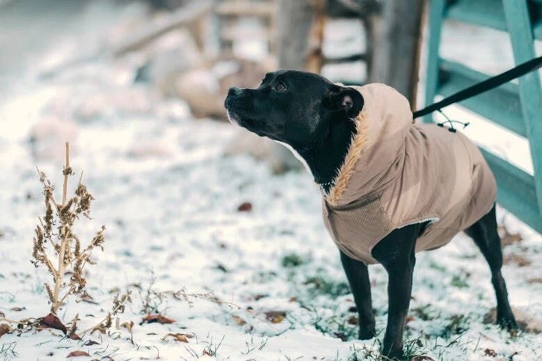 Dog wear sweaters
