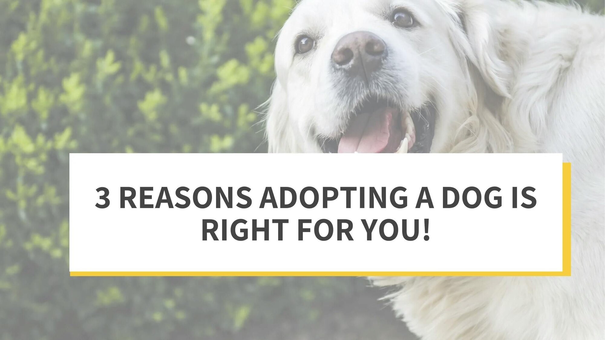 3 Reasons Adopting a Dog Is Right for You!