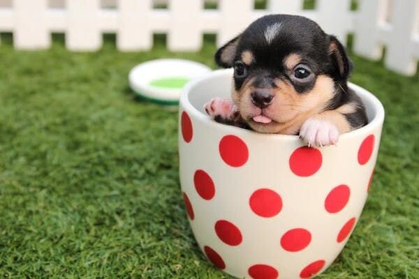 Small dog in teacup