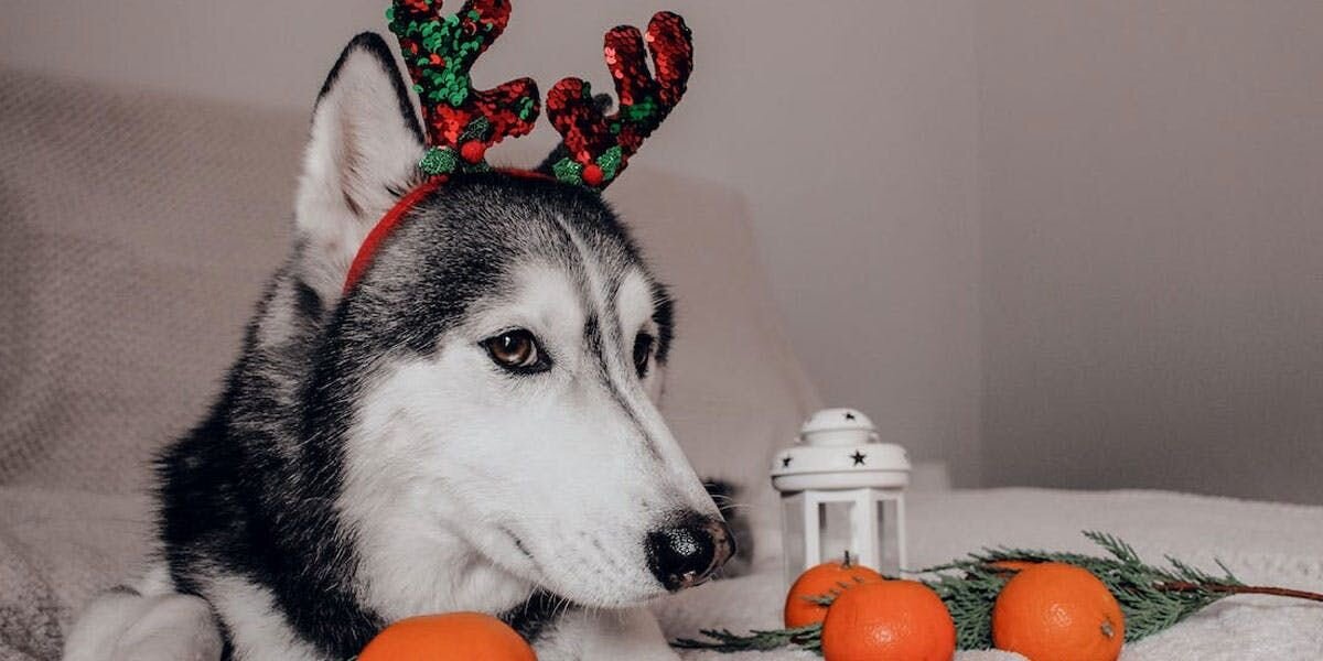 a photo of a husky wearing a Christmas headband, relaxing on a bed