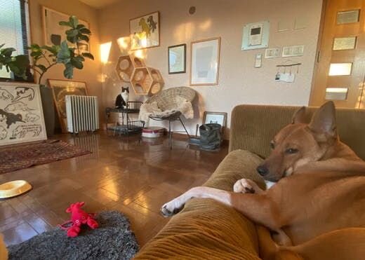 困り顔の保護犬福のファーボ日記 Vol.11