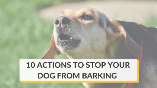 10 Actions to Stop Your Dog From Barking