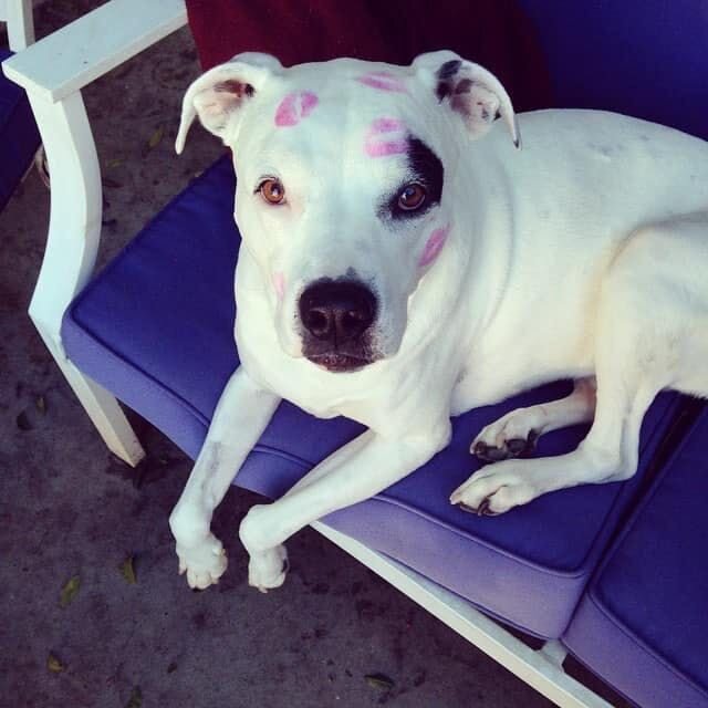 White dog has pink lipstick prints on her head | Furbo celebrates Galentine's Day