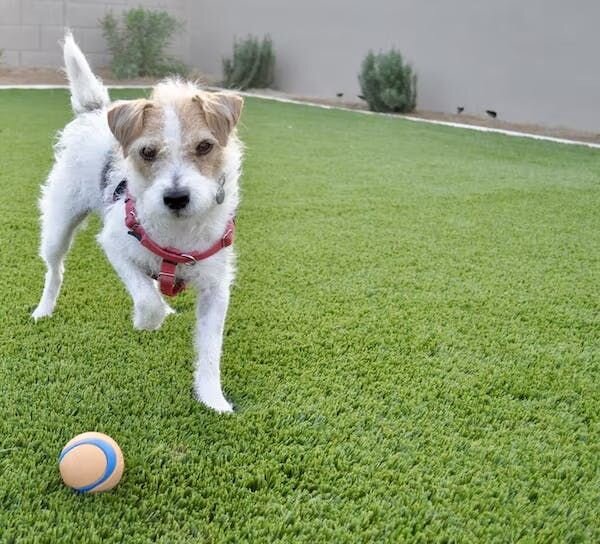 3. ジャックラッセル