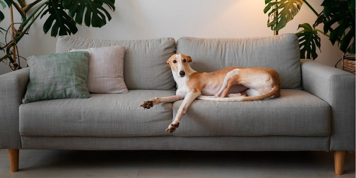 Tan and white greyhound lounging on a couch.