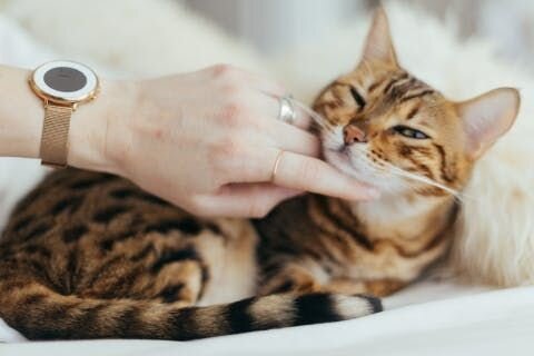 Does My Cat Love Me? 5 Pawsitively Adorable Signs That Your Cat is Head Over Whiskers for You!