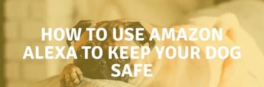 How to Use Amazon Alexa to Keep Your Dog Safe