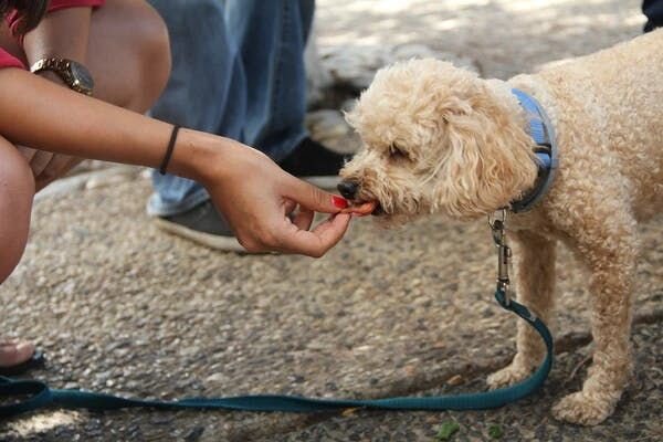 Dog eating treats