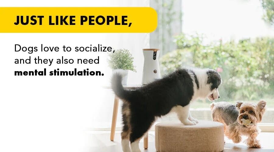 Dogs love to socialize and they also need mental stimulation