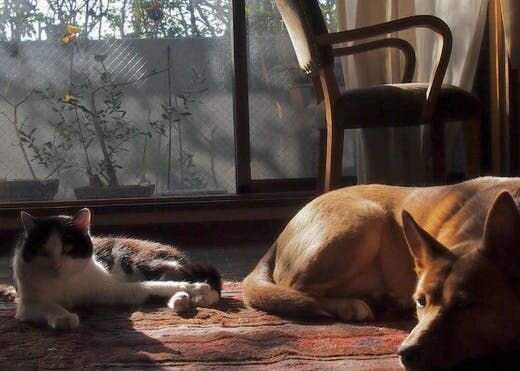 困り顔の保護犬福のファーボ日記 Vol.14｜お留守番中のハプニング