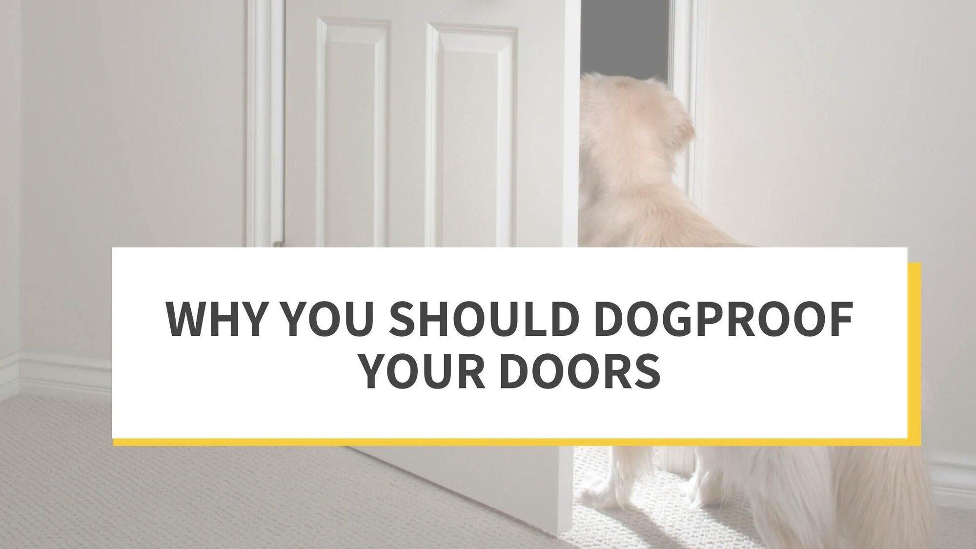 Why You Should Dogproof Your Doors