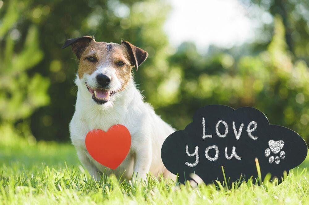How to Tell If Your Dog Loves You