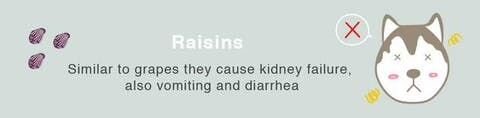 ブトウと似た症状で腎臓欠陥や吐き気、下痢を引き起こします。レーズンの毒性は強いため、もし食べてしまったらできるだけ早く病院にかかりましょう。