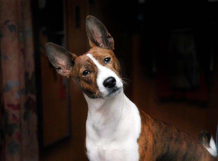Basenji tilting their head
