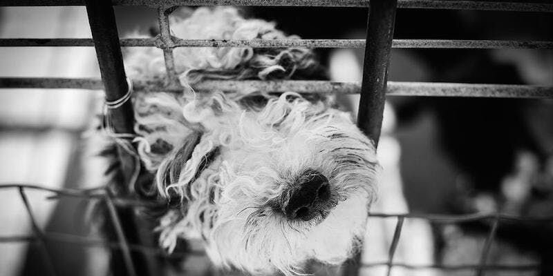 子犬はクレートに入れても大丈夫？