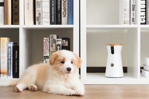 ２．ボーダーコリー