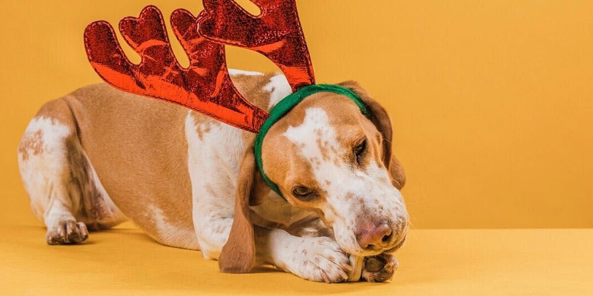 A photo of a basset hound wearing a reindeer headband and eating a treat