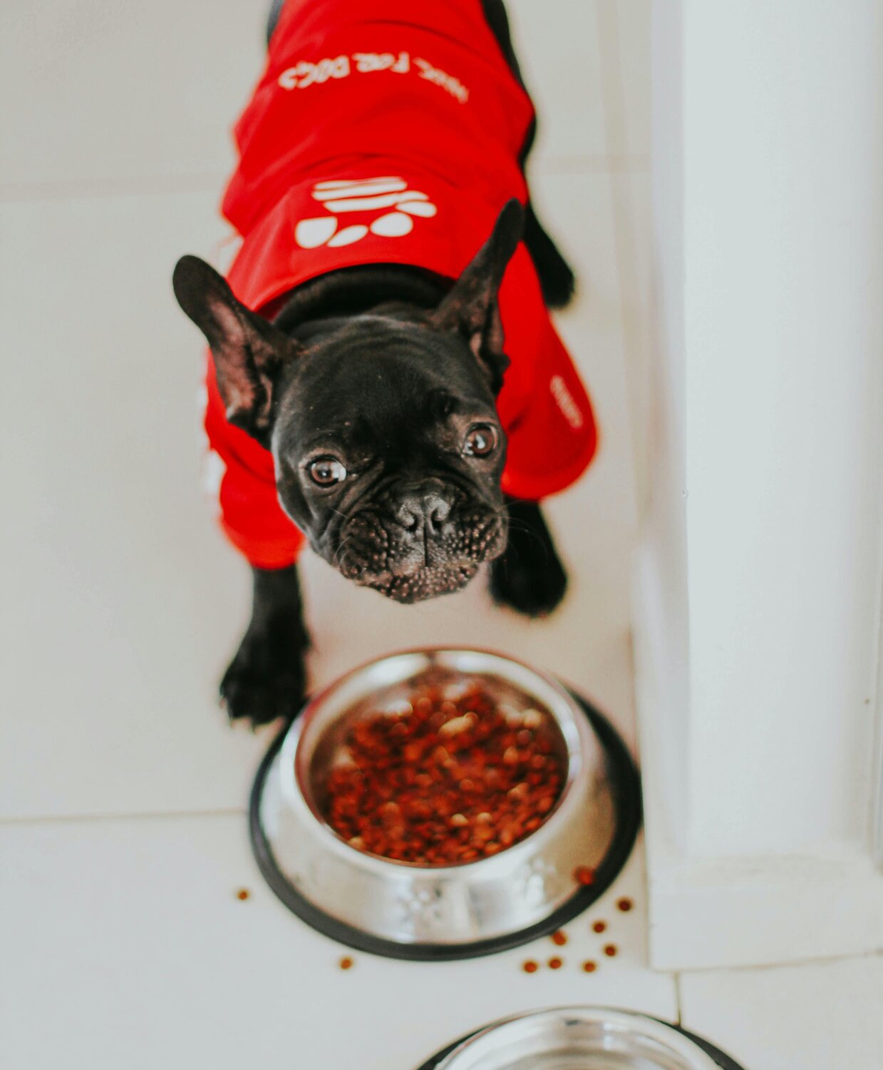 ・症状が悪化するようなら早めに動物病院へ