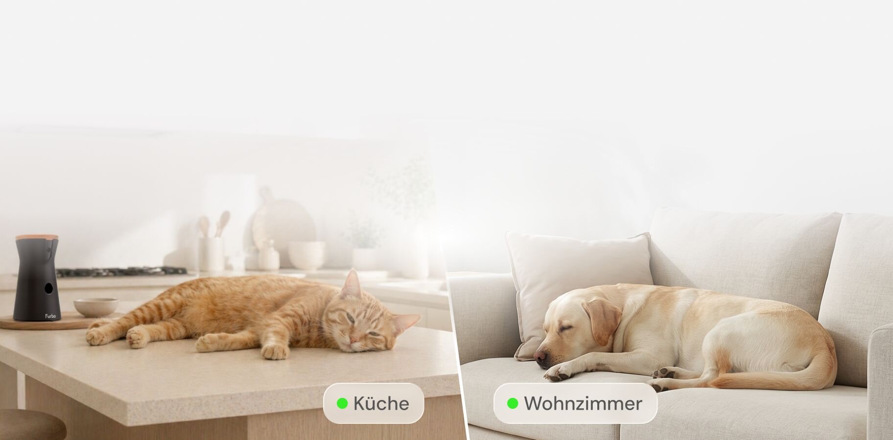 A split-screen view showing an orange cat napping on a kitchen counter next to a Furbo 360° Cat Camera, and a yellow labrador sleeping on a light-colored sofa in the living room.