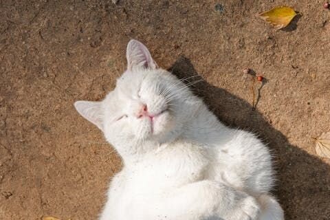 Oh, the power of a feline gaze! When your cat locks eyes with you and slowly blinks, it's nothing short of enchanting. It's like they're whispering...