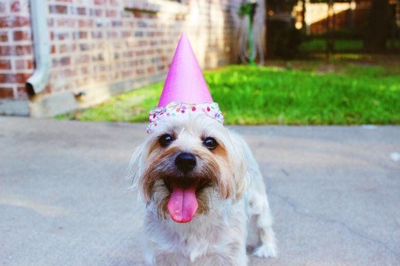 How Can I Celebrate My Dog's Birthday?