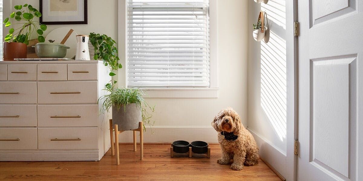 Image of a brown dog sitting next to food bowls and the Furbo 360° Dog Camera.