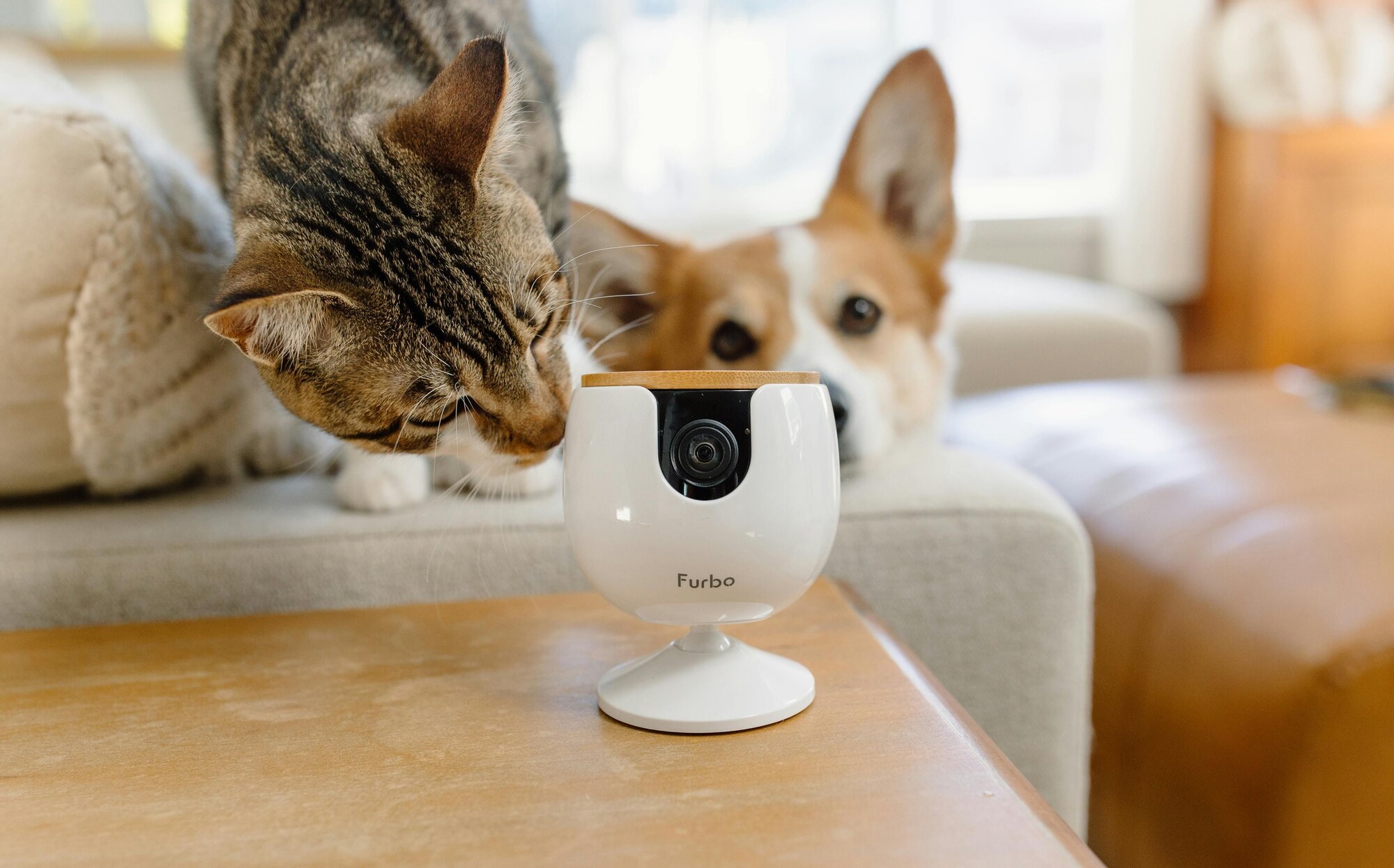 Big news: Furbo Mini is here!
Small camera, big peace of mind!