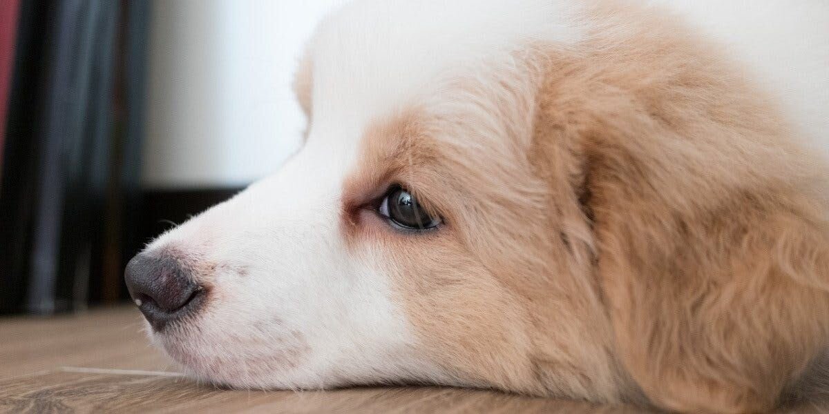 10 Dog Breeds That Can't Tolerate Being Left Alone