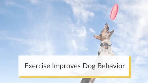 Exercise Improves Dog Behavior