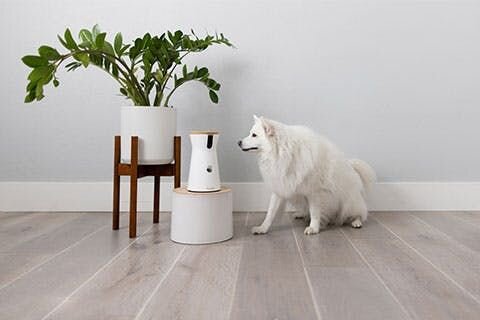 A photo of a Japanese Spitz sitting next to a Furbo dog camera