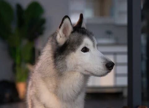 ■シベリアン・ハスキー