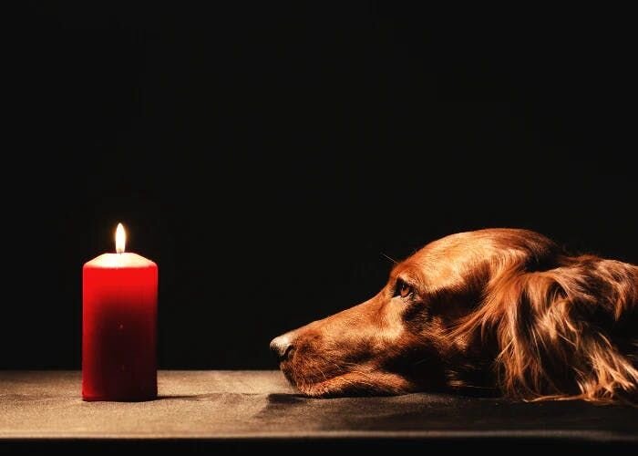 わんちゃんを一晩お留守番させても平気？