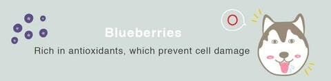 抗酸化作用が高く、人間と犬双方において細胞損傷から守る効果があります。犬用おやつの代わりに、ブルーベリーで「どっちでしょう？」ゲームをしてみると楽しそうです。その際はカーペットの上ではなく、フローリングの上で行うよう注意しましょう。