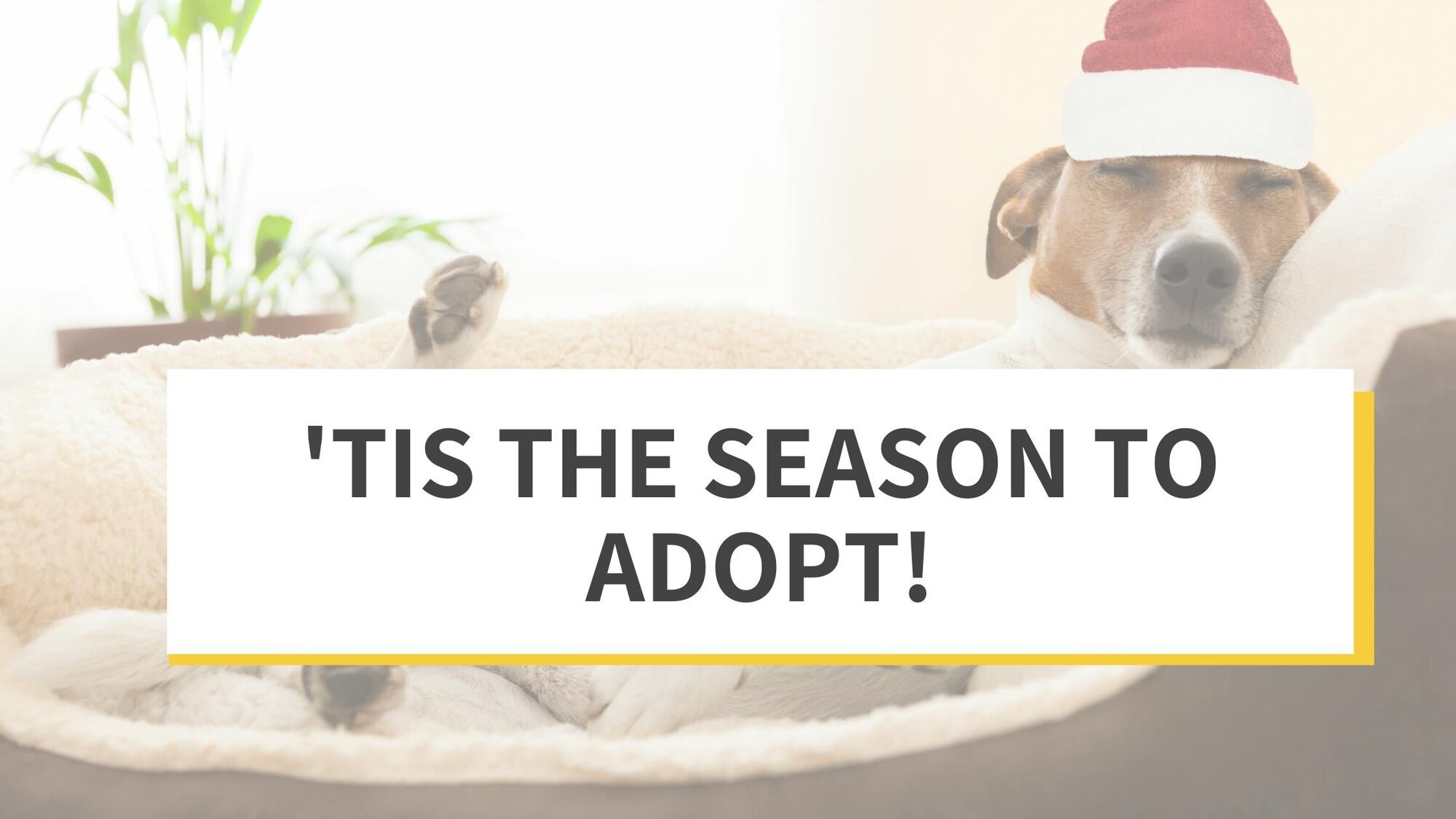 'Tis the Season to Adopt!
