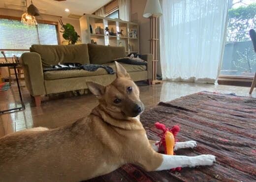 困り顔の保護犬福のファーボ日記 Vol.13｜福との日常 〜一日一日を大切に〜